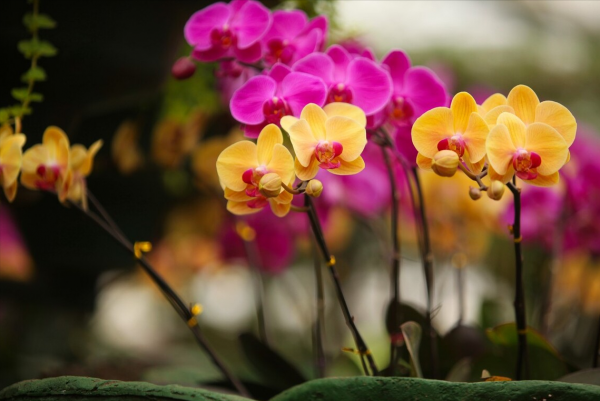 適合客廳養的5種漂亮花,喜慶大氣又吉祥,幸福感滿滿 適合客廳養的5種漂亮花,喜慶大氣又吉祥,幸福感滿滿