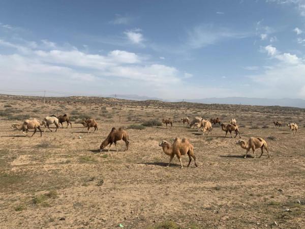 阿拉善英雄會~沙漠之旅 阿拉善英雄會~沙漠之旅