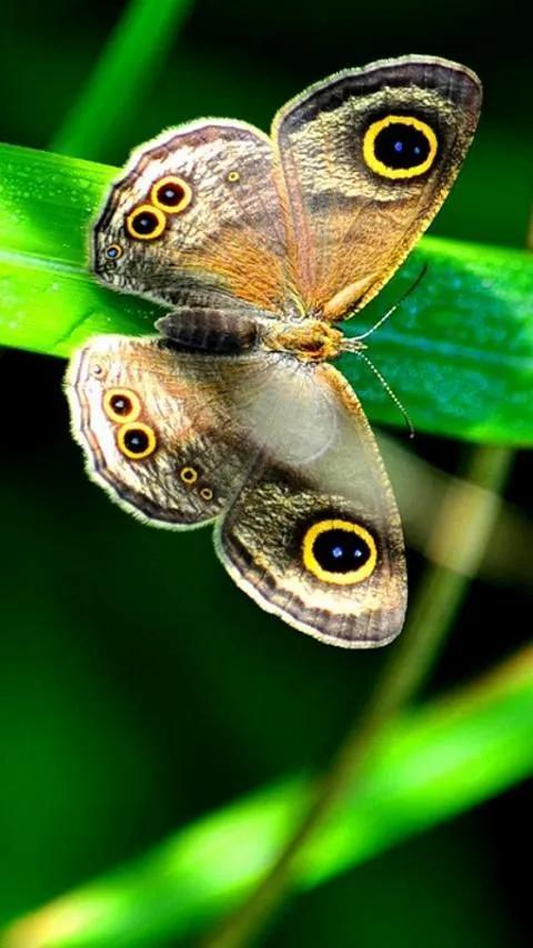 分享——美麗的蝴蝶