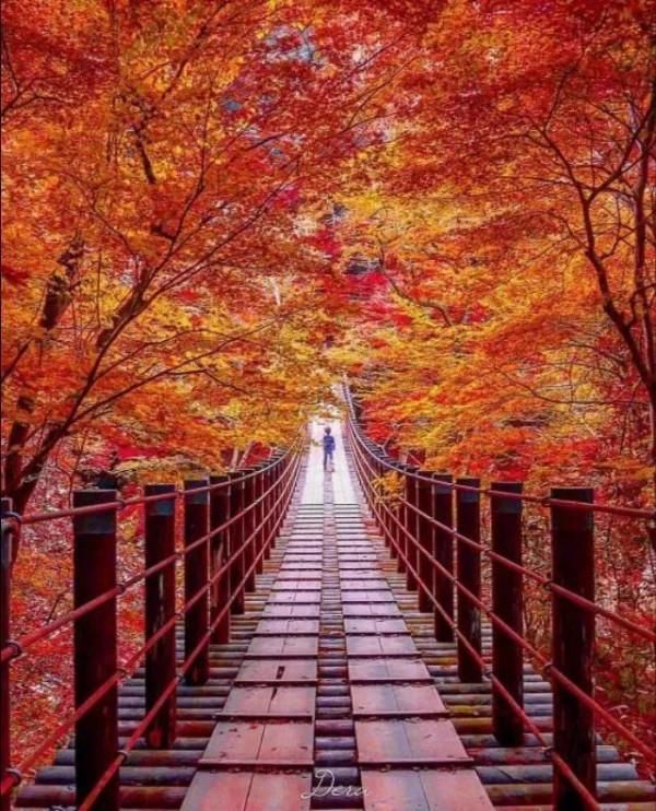 最美的五彩楓葉 最美的五彩楓葉