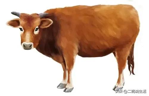 民間故事：寡婦蟒蛇口中救小牛，牛：我死後不要賣了我