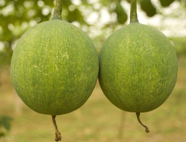 漫山遍野的苦瓜蔞，可以治支氣管炎、胸膜炎、冠心病，還可降血糖