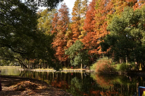 魔都醉美紅杉林，冬日大片必打卡