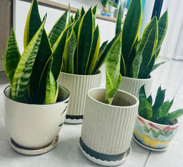 在室內很好養的3樣綠植,葉片繁茂大氣,養護省心賞心悅目 在室內很好養的3樣綠植,葉片繁茂大氣,養護省心賞心悅目