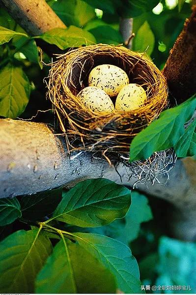 分享——鳥類築巢