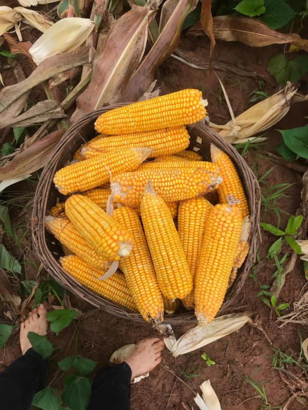 憶童年……(上) 憶童年……(上)