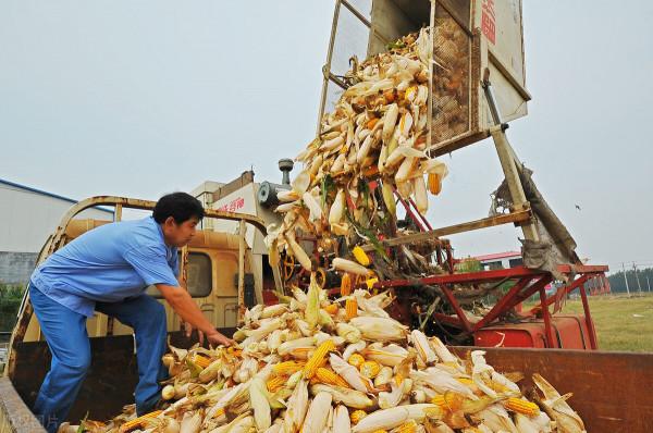 玉米轉折點快要出現，跌無可跌，挺價穩步到來，9月19日玉米價格