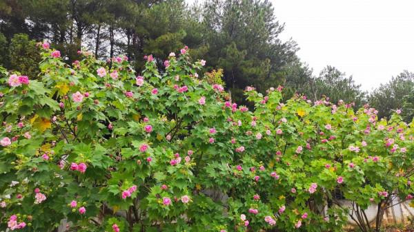 秋遊貴州——10月10日，雨阻擋了我們進入小七孔景區