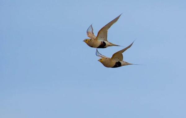 分享圖片一一比翼雙飛鳥