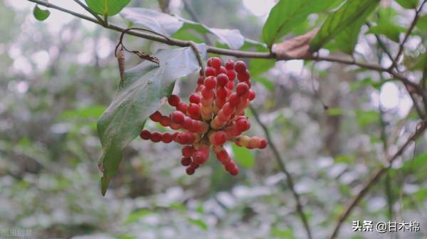 帶你一起回味62種南方野果子,它們是物質匱乏年代小朋友的零食 帶你一起回味62種南方野果子,它們是物質匱乏年代小朋友的零食