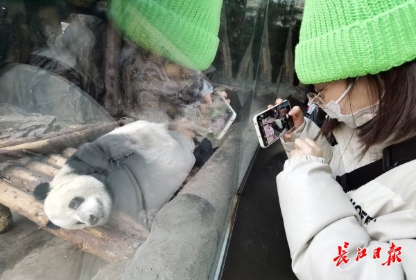 北京動物園看&OpenCurlyDoubleQuote;冰墩墩&rdquo;原型 &vert; 松哥看冬奧