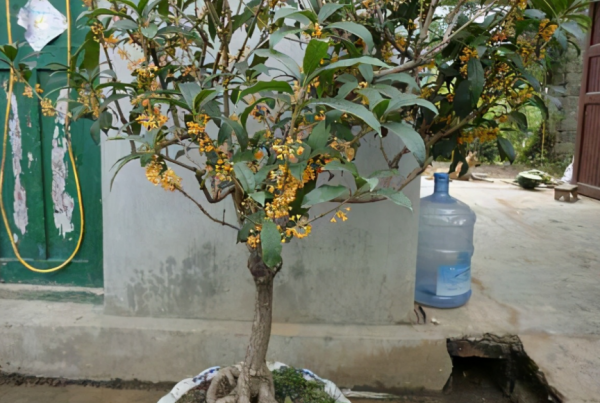 養桂花,室內盆栽12月牢記4點,花開滿枝,滿屋飄香 養桂花,室內盆栽12月牢記4點,花開滿枝,滿屋飄香