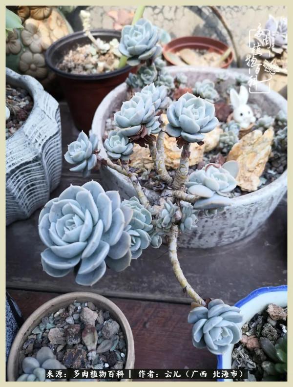 養花種多肉到底有什麼用？答案在這裡