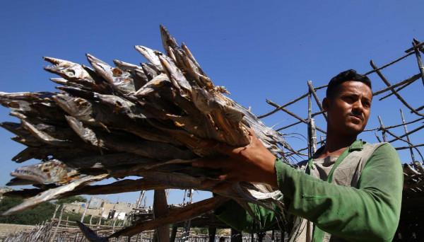 晾曬魚乾 晾曬魚乾