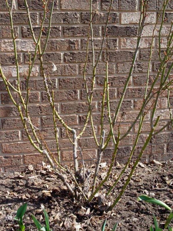 月季休眠有3個特徵，出現這3個特徵時，應該及時去做4件事