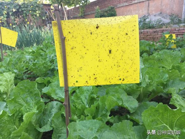 總想種點菜,病蟲害太煩人了,掌握這些竅門,病蟲少,幾乎不打藥 總想種點菜,病蟲害太煩人了,掌握這些竅門,病蟲少,幾乎不打藥