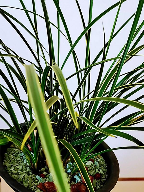 一盆蘭花，一個世界