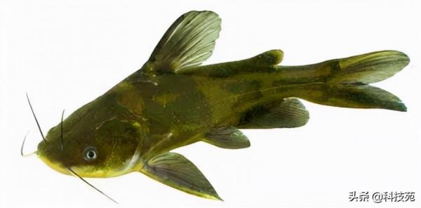 2021中國農業農村重大新產品 | 黃顙魚新品種“黃優1號”