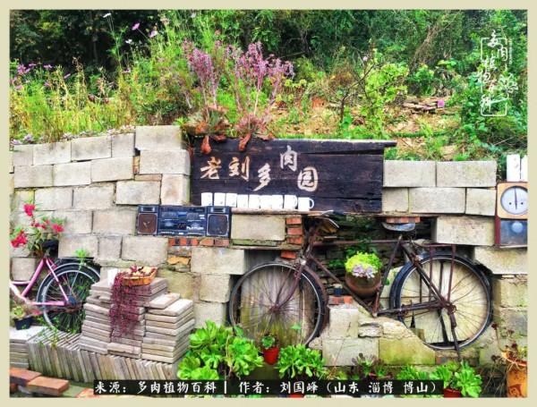 秋季多肉，你是王者歸來嗎？（附秋季養護知識）