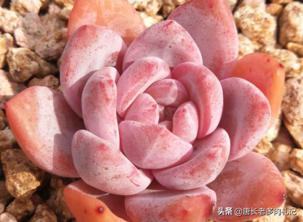 今年最火的多肉?我統計出這8個品種,看看你有沒有跟上潮流? 今年最火的多肉?我統計出這8個品種,看看你有沒有跟上潮流?