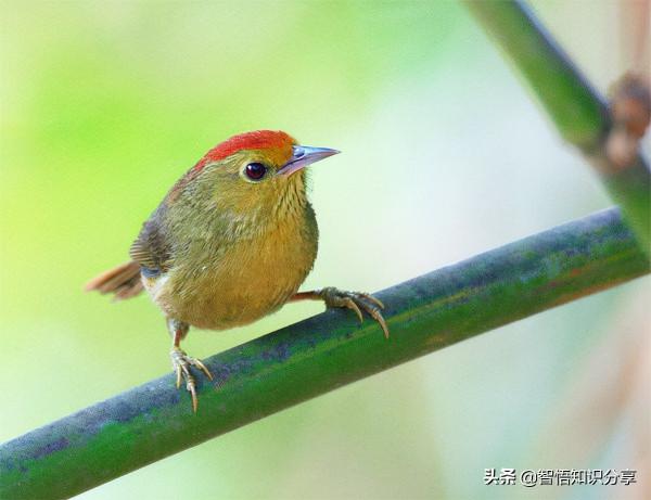 漂亮小鳥在等你欣賞，愛不釋手，萌得可愛