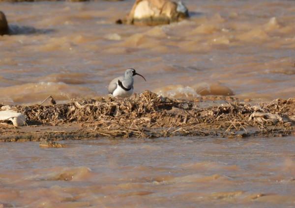 #我與鳥的故事# 䴉嘴鷸