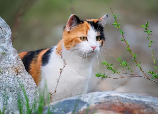 這輩子,請一定養一隻三花貓 這輩子,請一定養一隻三花貓