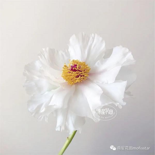 油畫牡丹 &CenterDot; 羽衣霓裳