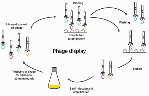 單域抗體文庫構建