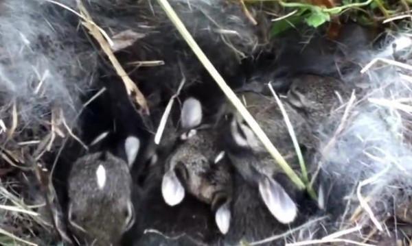 兔子喝了水就容易一命嗚呼?非也,只要保證水質乾淨即可 兔子喝了水就容易一命嗚呼?非也,只要保證水質乾淨即可