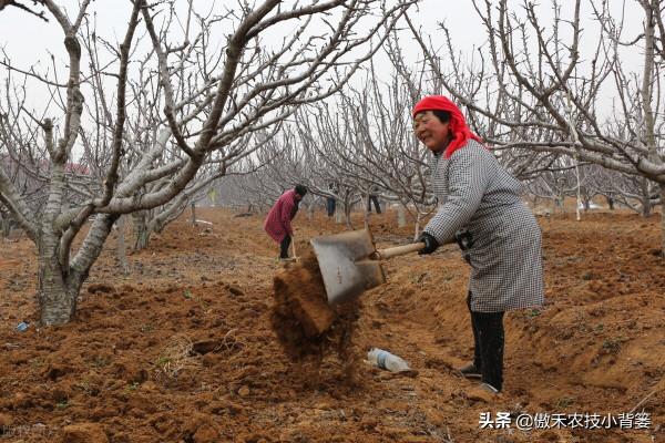 果樹全年有三次施肥黃金期,施肥的時間、種類、方法和原則告訴你 果樹全年有三次施肥黃金期,施肥的時間、種類、方法和原則告訴你