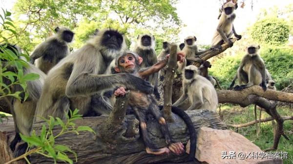 動物比人更深情,面對同伴死去,動物哀悼的方式讓人心酸、淚目 動物比人更深情,面對同伴死去,動物哀悼的方式讓人心酸、淚目