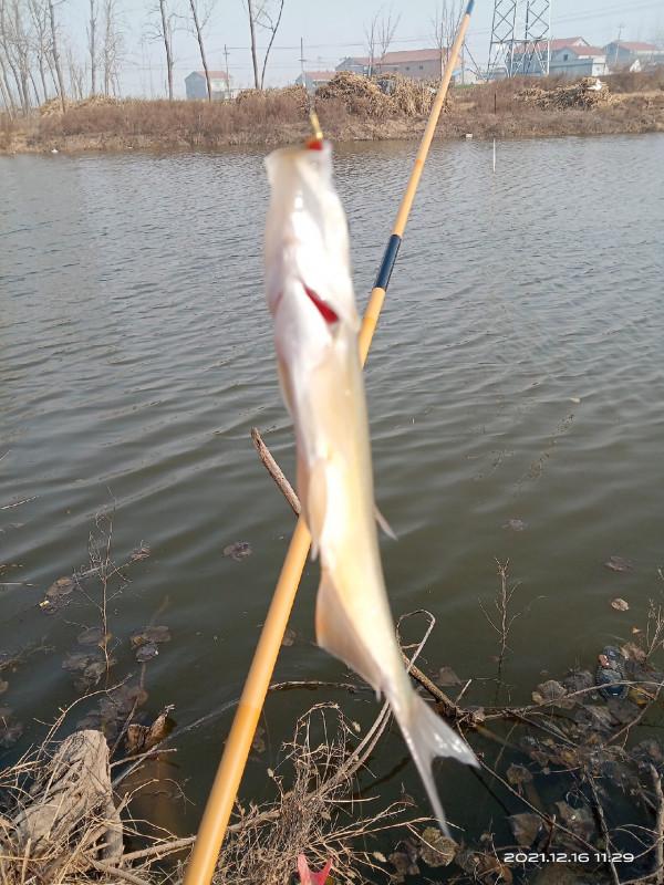 冬季釣鯽魚，水溫是影響中魚的因素之一