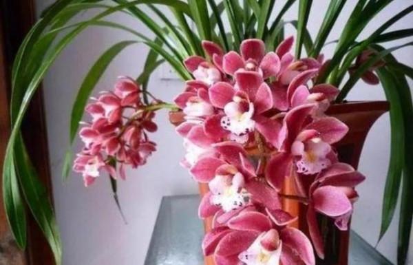 這“三種花”不能養，已被央視列入“黑名單”，別再傻傻當作寶