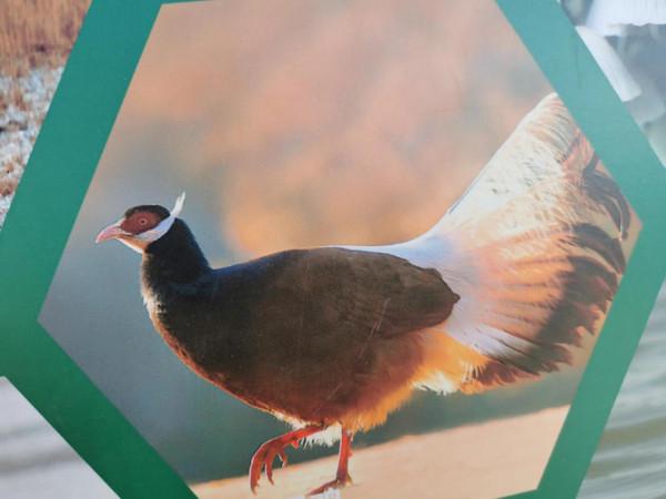 攝影師鏡頭裡可愛的動物