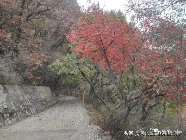 銀杏樹預告，天桂山銀杏，燦爛正當時