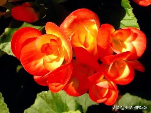 分享——麗格海棠花