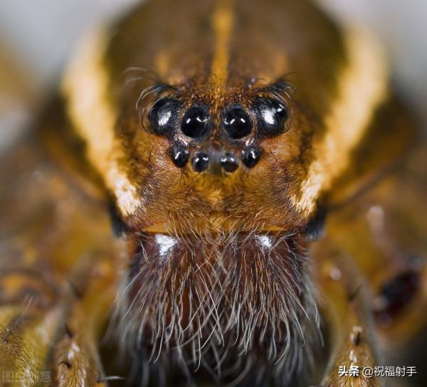 毒蜘蛛-五毒之——蜘蛛毒液,你應該瞭解的毒性知識(一)習性篇 毒蜘蛛-五毒之——蜘蛛毒液,你應該瞭解的毒性知識(一)習性篇