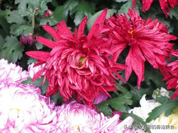 傲霜菊花奪人眼