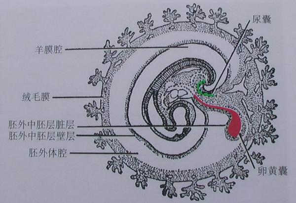 科學家證實:人類是從魚類進化來的,進化過程大概是這樣 科學家證實:人類是從魚類進化來的,進化過程大概是這樣