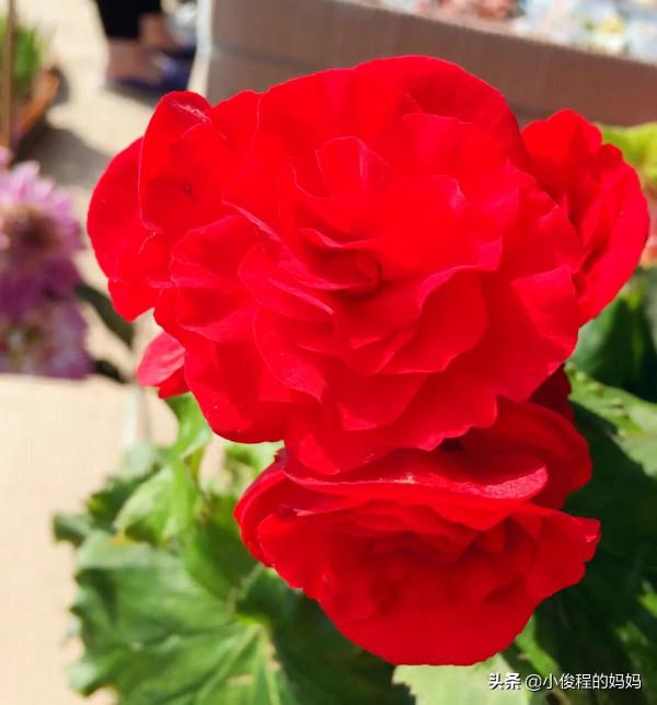 分享——麗格海棠花