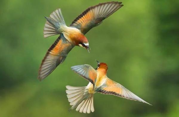 分享圖片一一比翼雙飛鳥