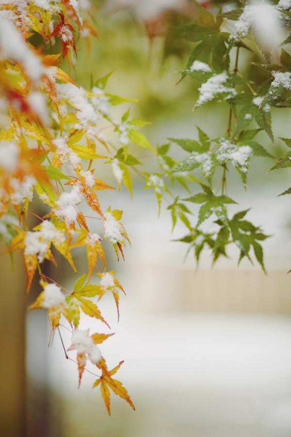 散文:落雪隨喜,人生隨想 散文:落雪隨喜,人生隨想