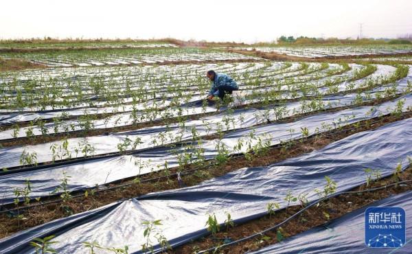 “小雪”農事忙