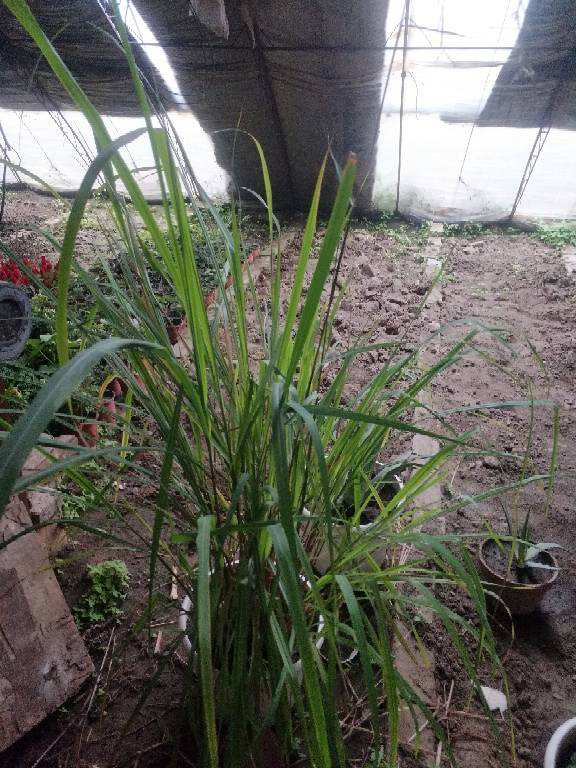 常見的8種植物，也是中藥，養在家裡特養人