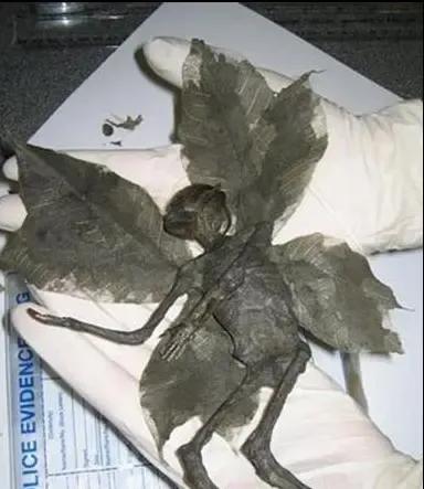 “天使”化石(傳聞) “天使”化石(傳聞)