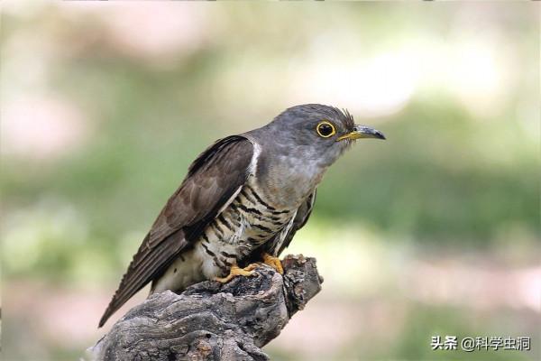 當鳥類發現自己養了一隻杜鵑的雛鳥時,它們會是什麼反應? 當鳥類發現自己養了一隻杜鵑的雛鳥時,它們會是什麼反應?