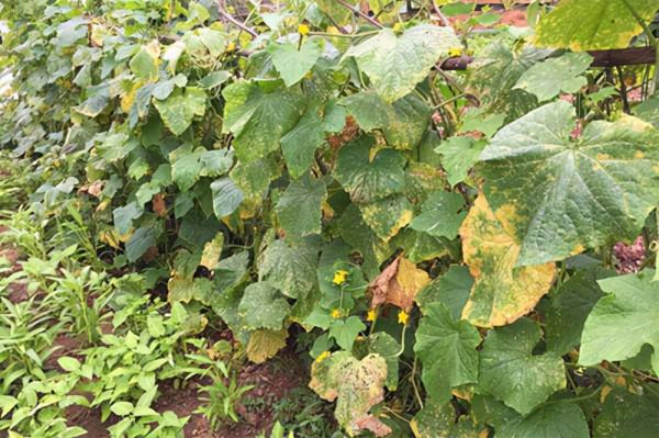 冬季大棚加溫要注意,以免降低蔬菜品質 冬季大棚加溫要注意,以免降低蔬菜品質