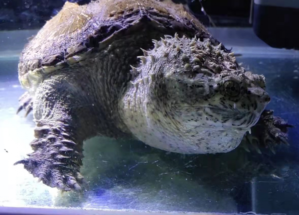 淺談北美鱷龜和佛鱷的特點(個人一些觀點看法歡迎討論交流學習) 淺談北美鱷龜和佛鱷的特點(個人一些觀點看法歡迎討論交流學習)