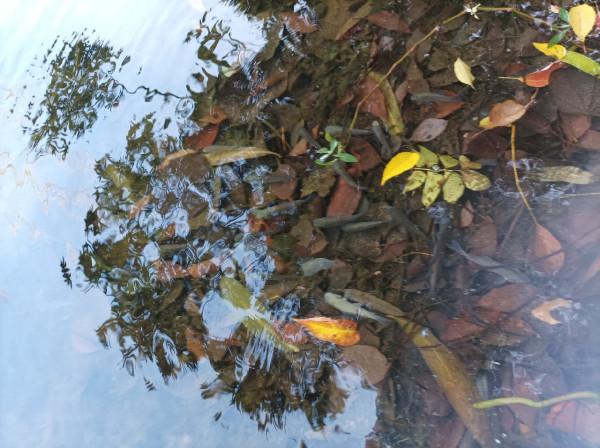 5米寬的河溝頻率逐漸加快，魚口竟然如此暴躁